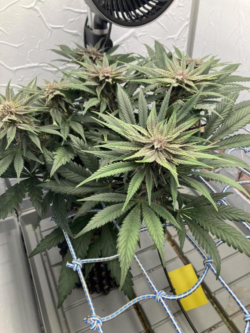 Durban Poison & 2 Freebies. Week 10