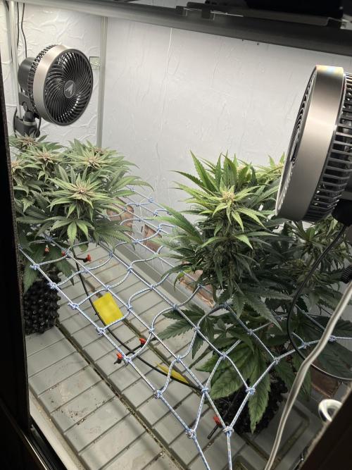 Durban Poison & 2 Freebies. Week 11