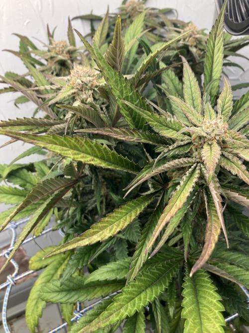 Durban Poison & 2 Freebies. Week 11