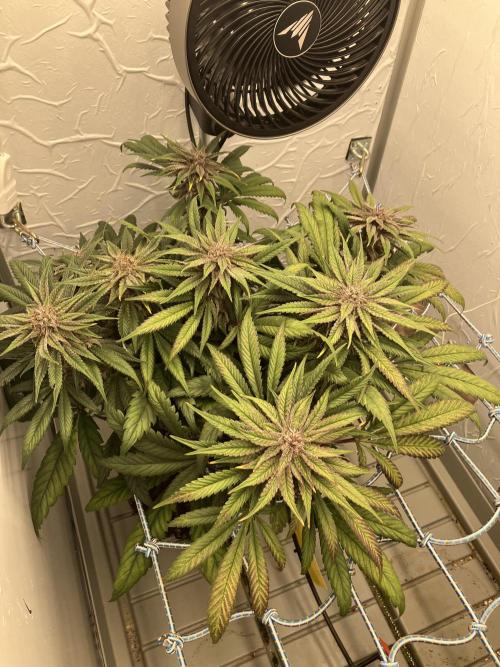 Durban Poison & 2 Freebies. Week 11