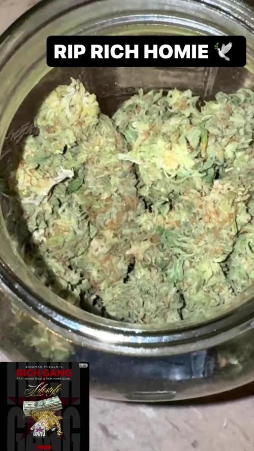 Girl Scout Monkey / Pink Panama X Chemdogging