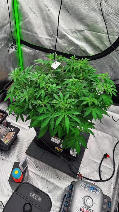 Pineapple Express