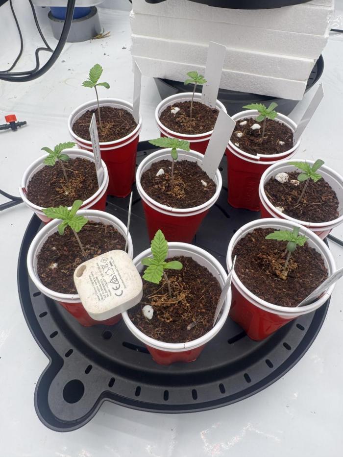 Moron Mountain by RainbowRootGenetics. Week 0 - 9 of 10 seeds popped.