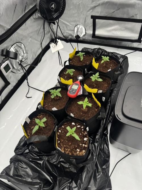 Moron Mountain by RainbowRootGenetics. Week 2 - Moved to 1 Gal day 10