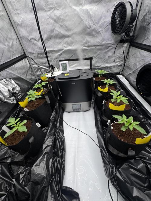 Moron Mountain by RainbowRootGenetics. Week 2 - Day 14
