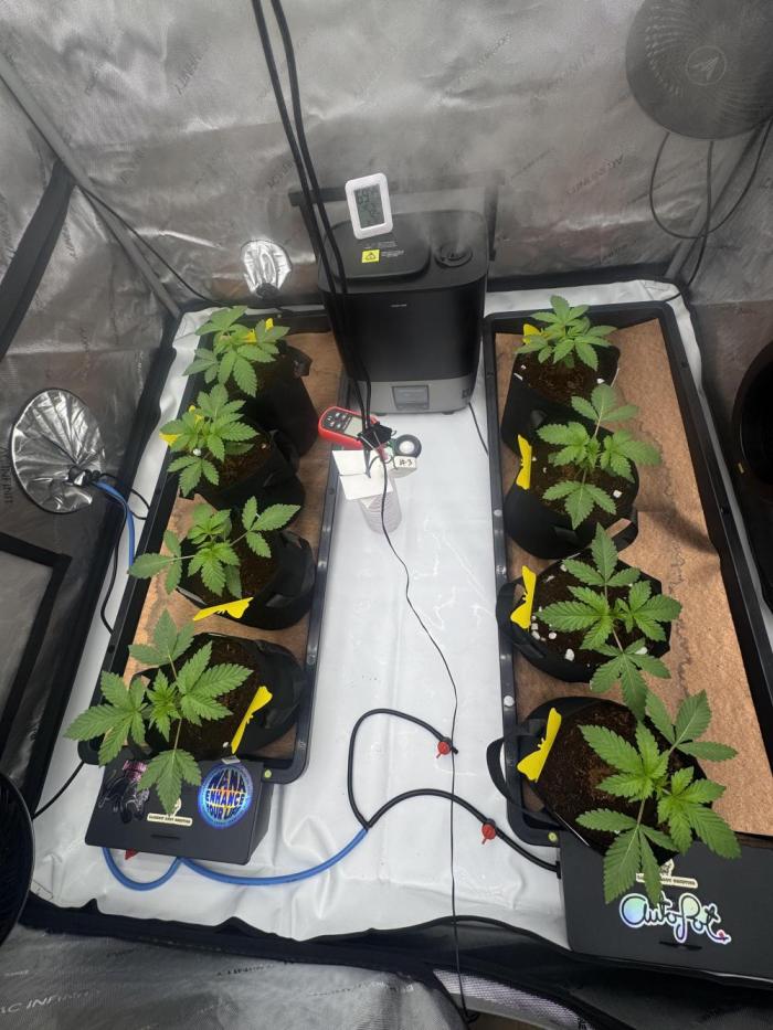 Moron Mountain by RainbowRootGenetics. Week 3