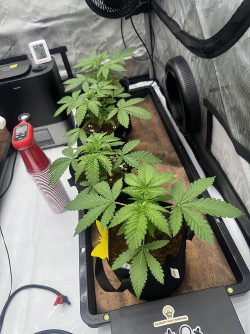 Moron Mountain by RainbowRootGenetics. Week 4