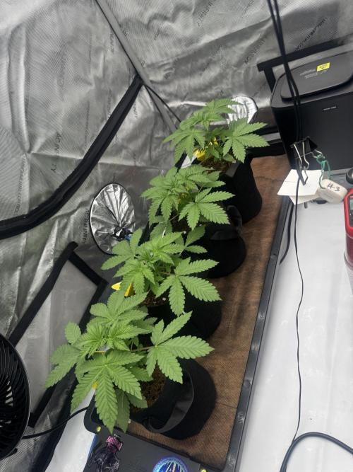 Moron Mountain by RainbowRootGenetics. Week 4