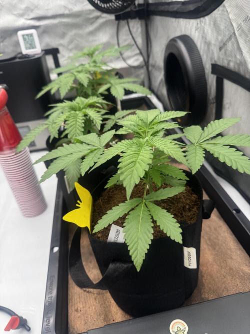 Moron Mountain by RainbowRootGenetics. Week 4