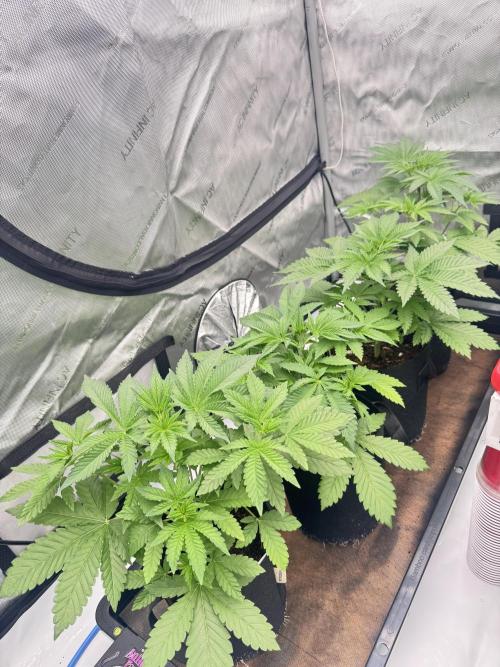 Moron Mountain by RainbowRootGenetics. Week 5 - Day 28 second day of flip