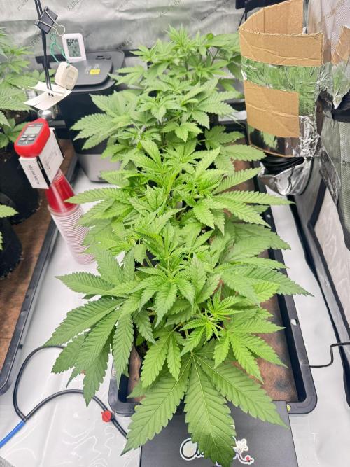 Moron Mountain by RainbowRootGenetics. Week 5 - They are loving it 