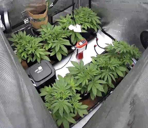 Moron Mountain by RainbowRootGenetics. Week 5