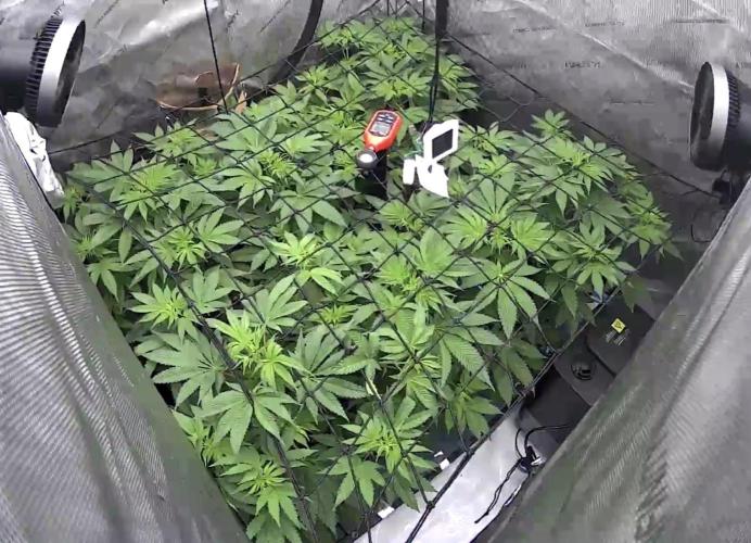 Moron Mountain by RainbowRootGenetics. Week 6