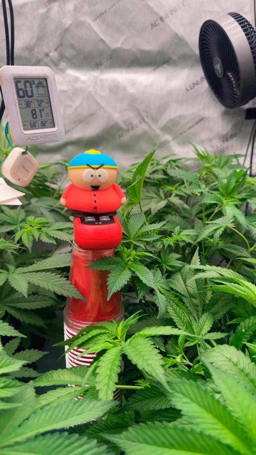 Moron Mountain by RainbowRootGenetics. Week 6