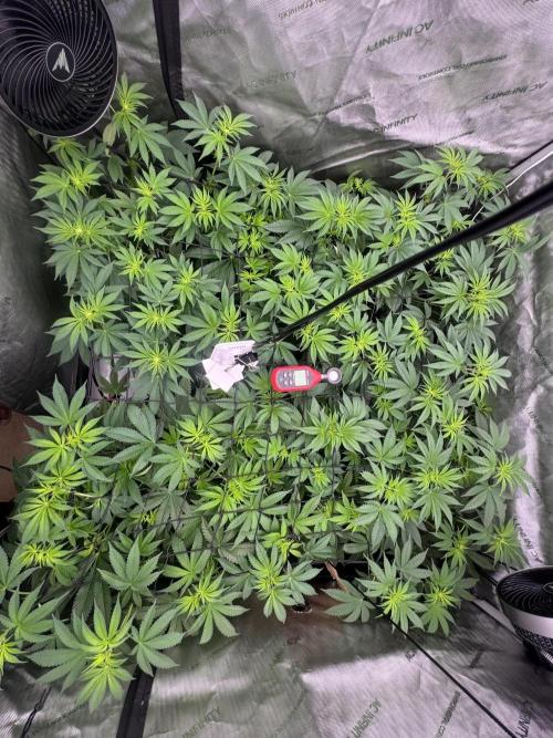 Moron Mountain by RainbowRootGenetics. Week 7