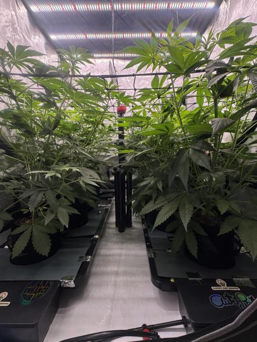Moron Mountain by RainbowRootGenetics. Week 7