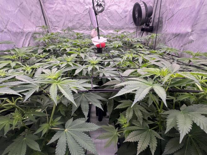 Moron Mountain by RainbowRootGenetics. Week 7