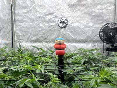 Comment by 420HOODFARMER photo #1