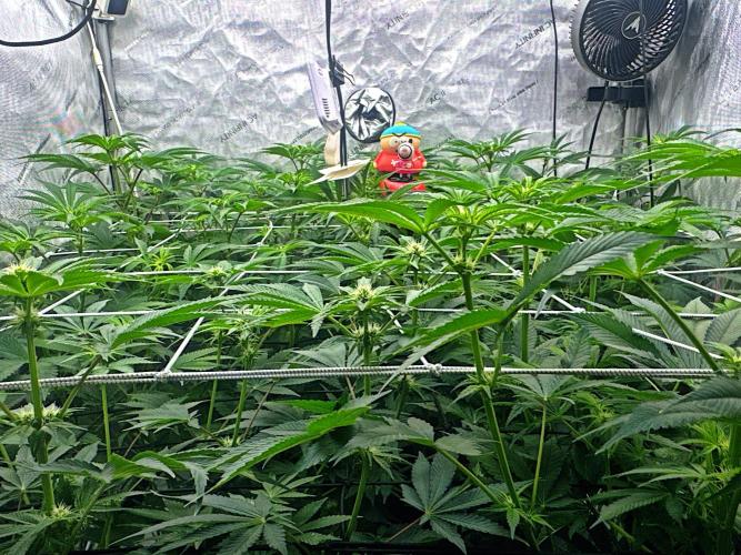 Moron Mountain by RainbowRootGenetics. Week 8