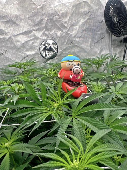 Moron Mountain by RainbowRootGenetics. Week 8