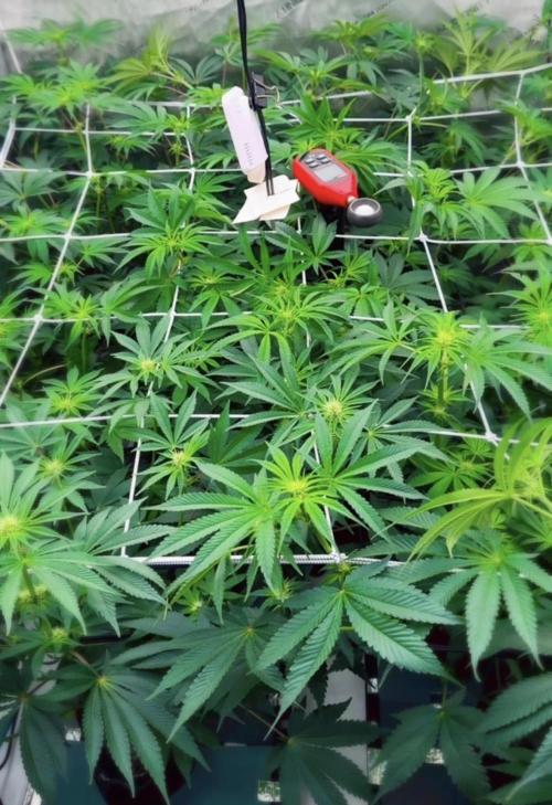 Moron Mountain by RainbowRootGenetics. Week 8