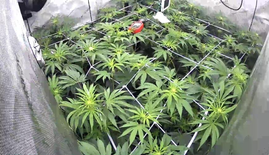 Moron Mountain. Week 8