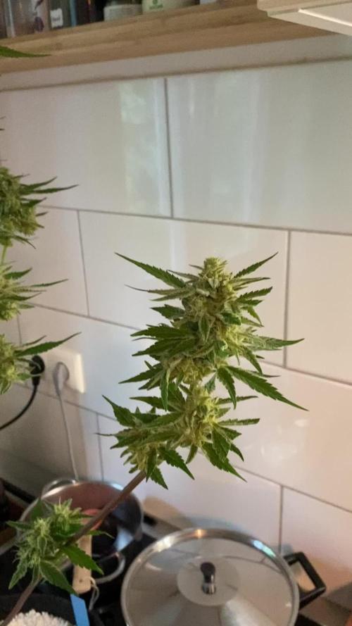 Skywalker OG Gelato Auto