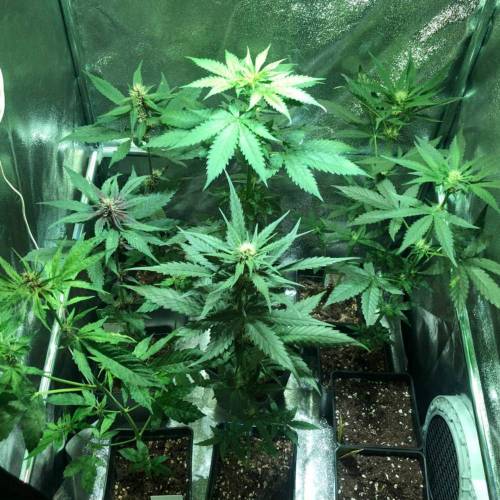 Glue Gelato . Week 5