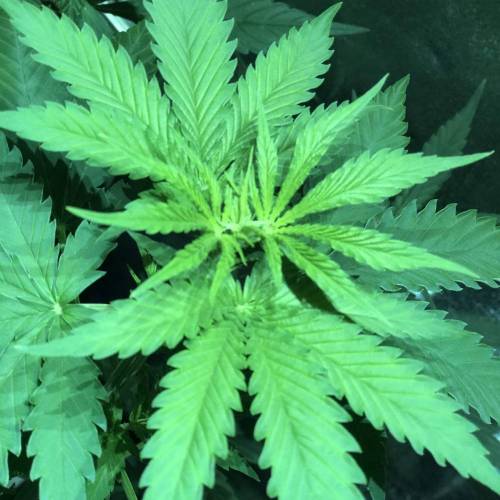 Glue Gelato . Week 5