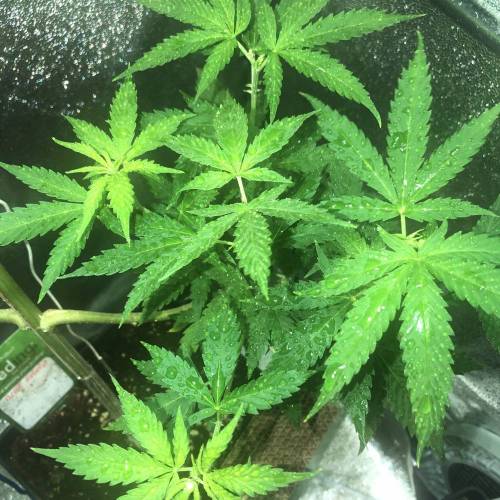 Glue Gelato . Week 12