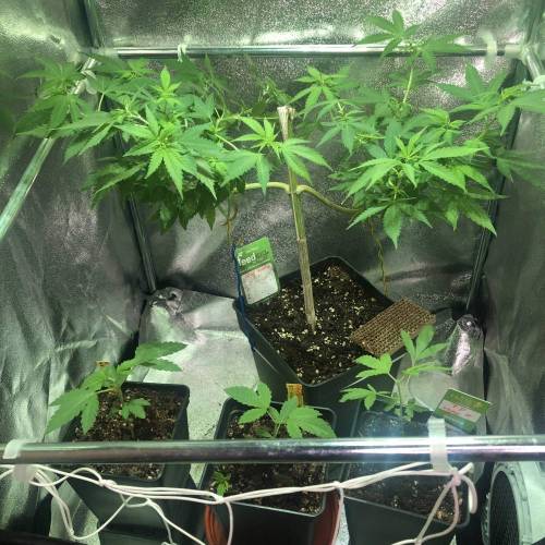 Glue Gelato . Week 13