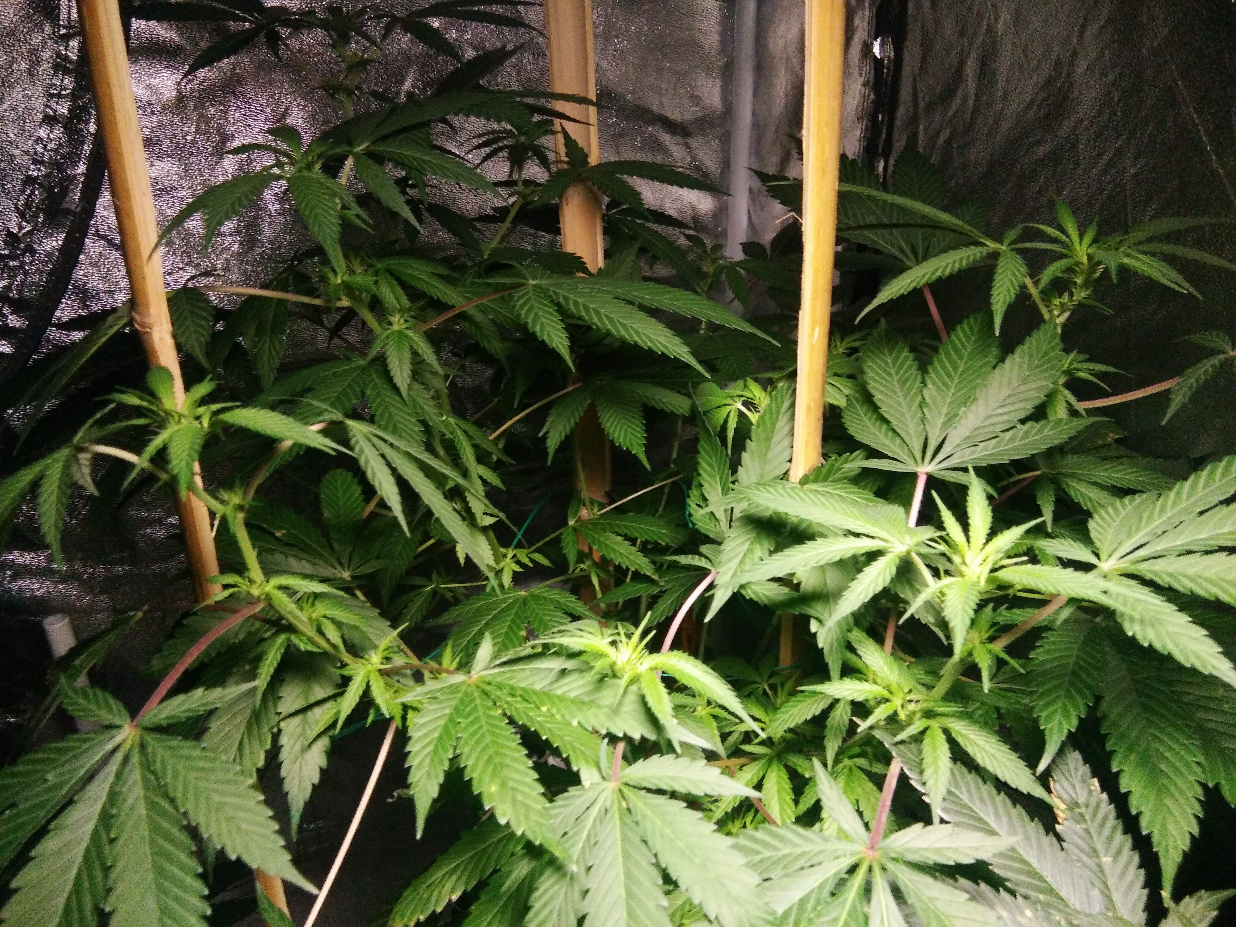 Exotic Cookies & Cream grow diary (journal) week1 by