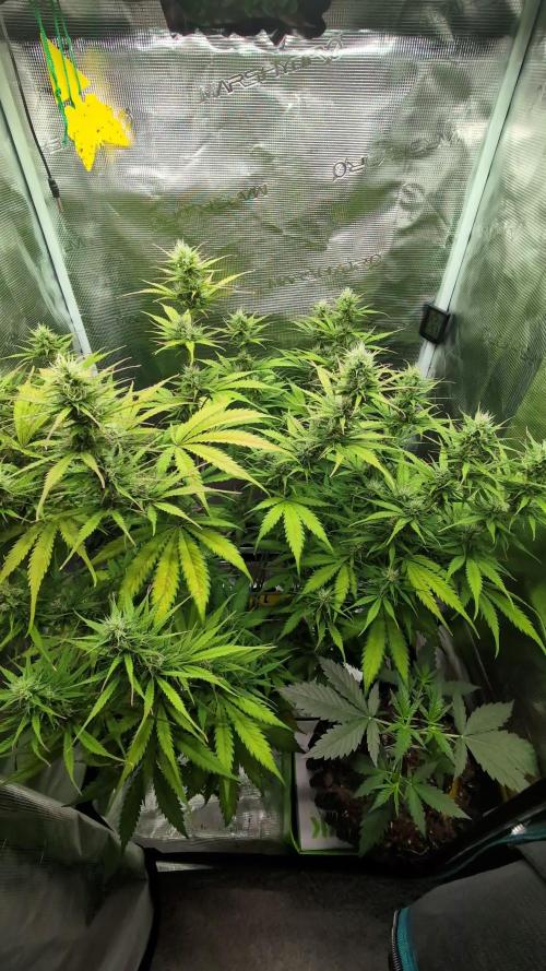 CBD AUTO 1:1 CBD CRACK