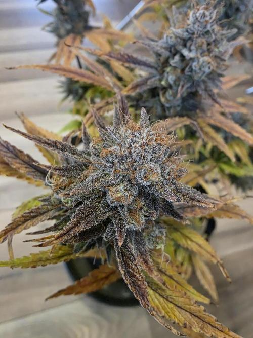 Moon Farms. Week 10 - Guava #2