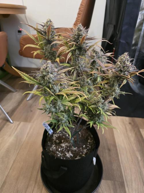 Moon Farms. Week 10 - Guava #1