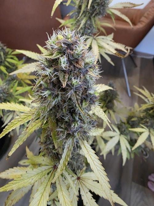 Moon Farms. Week 10 - RBB #3