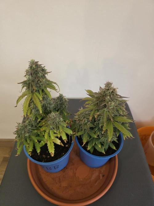 Moon Farms. Week 10 - RBB #2 on the right side
