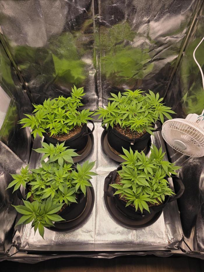 Moon Farms #3. Week 6