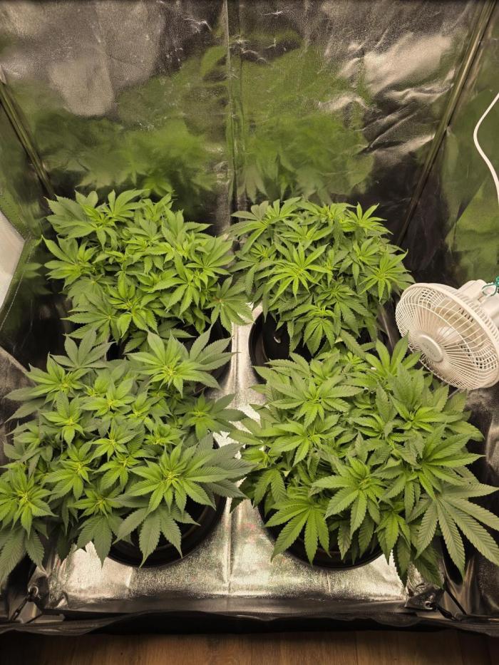 Moon Farms #3. Week 7