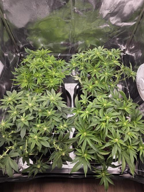 Moon Farms #3. Week 8 - Net from above