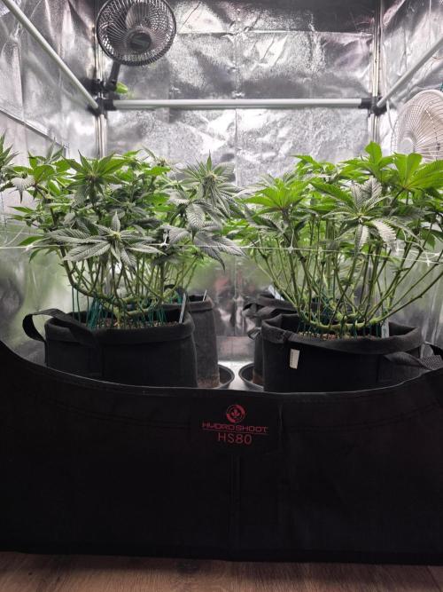 Moon Farms #3. Week 8 - The lollipopping I did