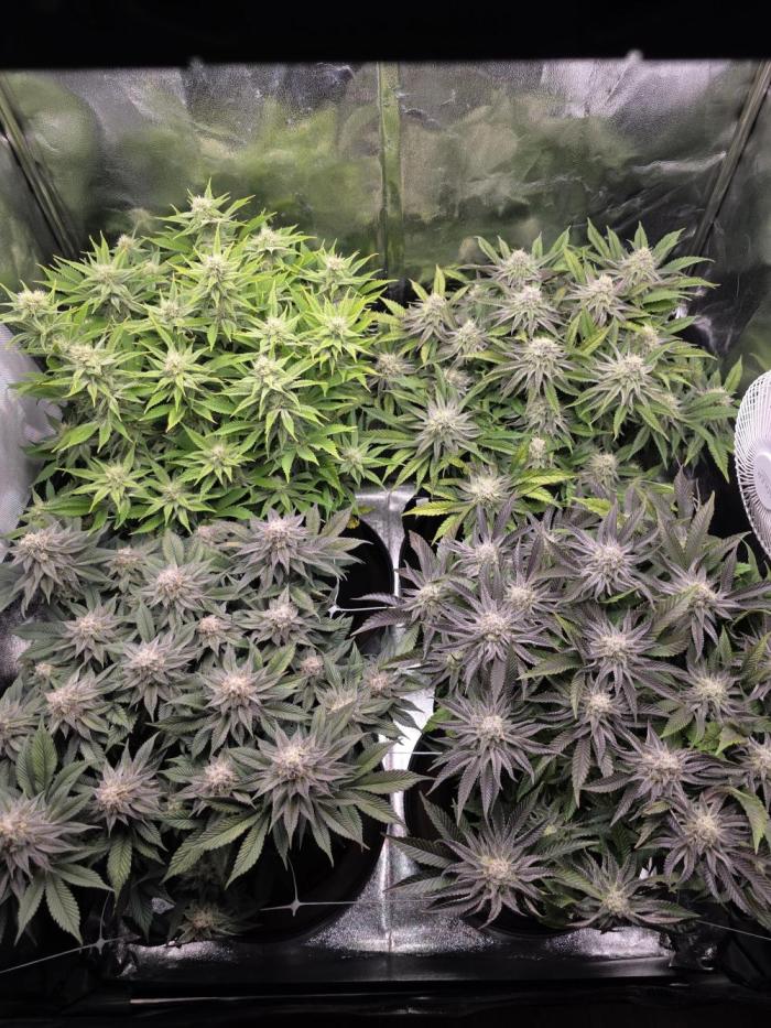 Moon Farms #3. Week 11