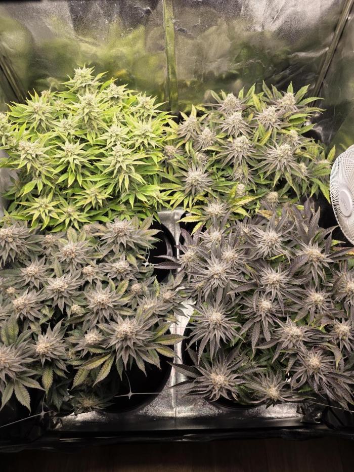 Moon Farms #3. Week 12