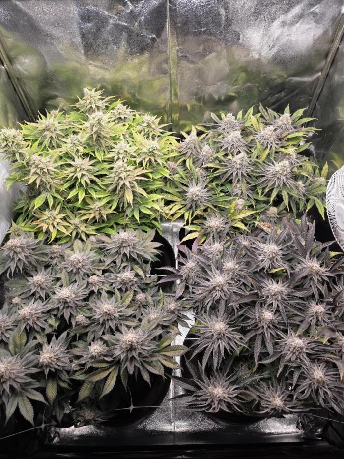 Moon Farms #3. Week 13