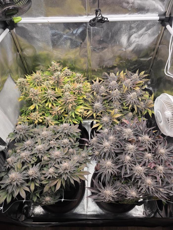 Moon Farms #3. Week 14