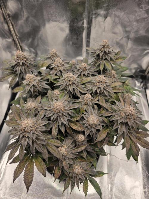Moon Farms #3. Week 15