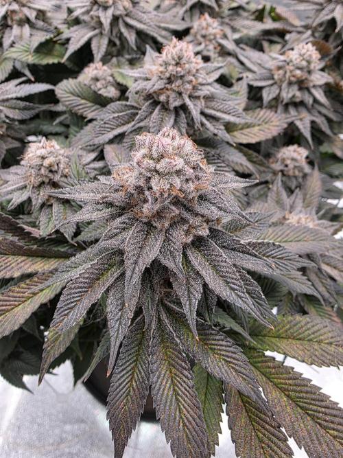Moon Farms #3. Week 15