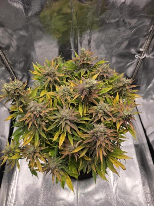Moon Farms #3. Week 15