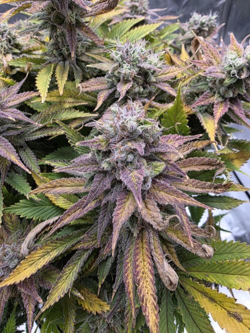 Moon Farms #3. Week 15