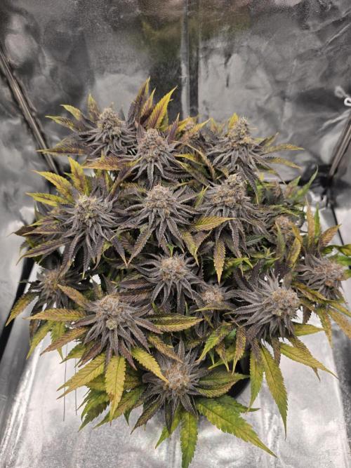 Moon Farms #3. Week 15